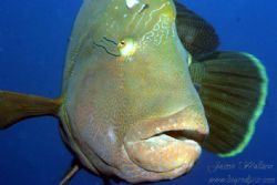 Friendly Napoleon Wrasse by Jaime Wallace 